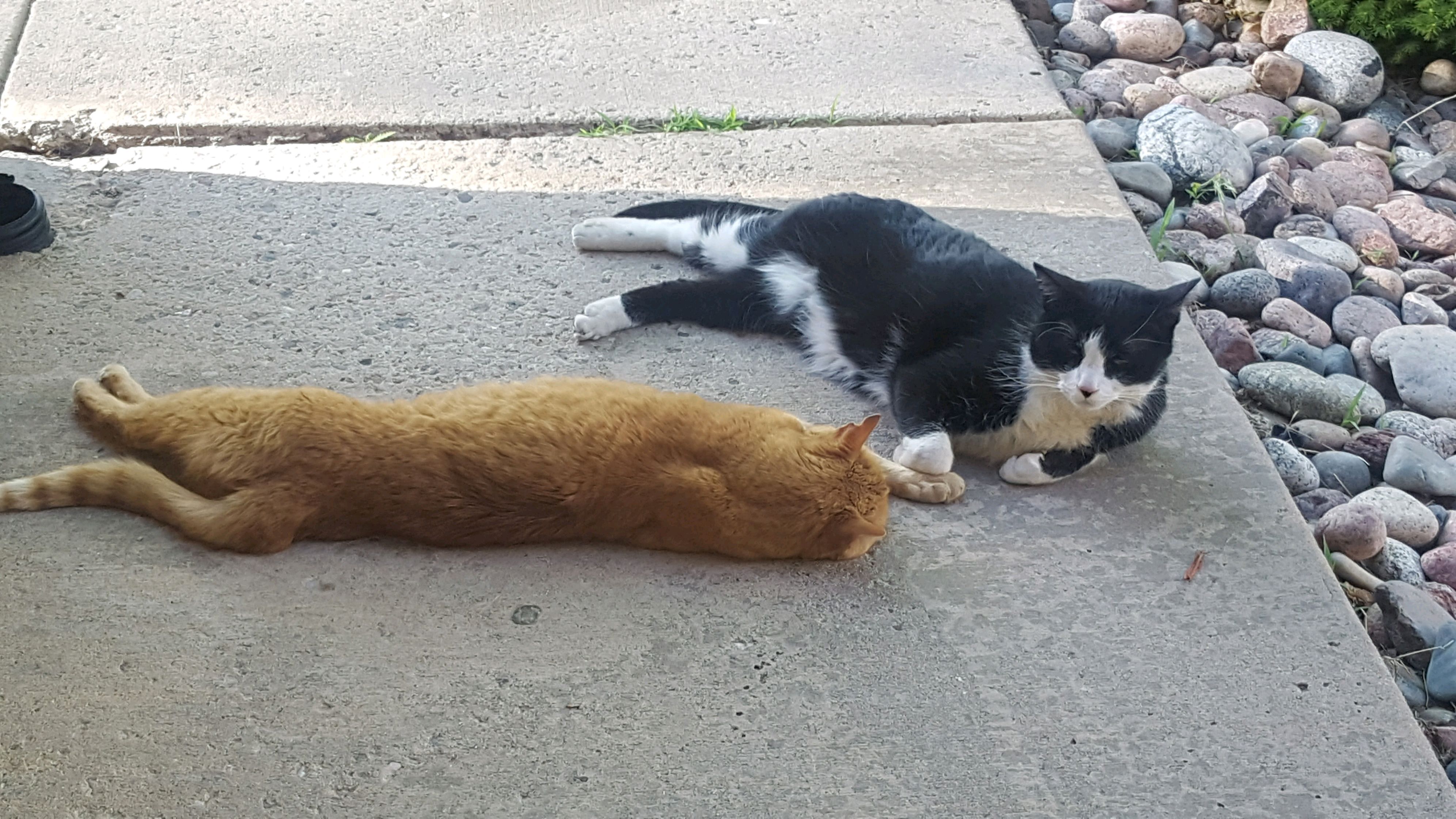 A Picture of my two cats that sadly passed away